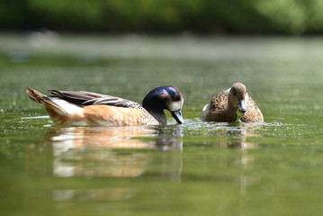 Mallard, Anas platyrhynchos