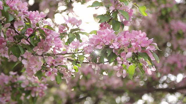 flowering branch of Sakura,close up,the glow of the sun behind