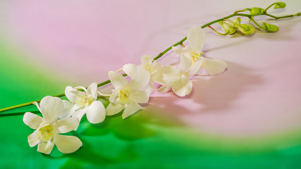 White branch orchid  flowers, Orchidaceae, Phalaenopsis.