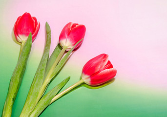 Red tulips flowers, gradient background