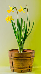 Yellow Daffodils (Narcissus) flowers in a brown vase.
