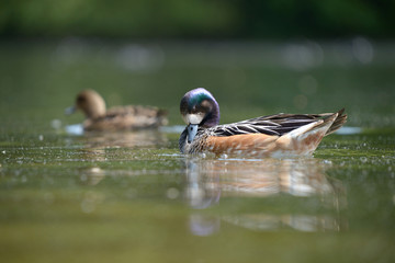 Chiloe Wigeon, Anas sibilatrix