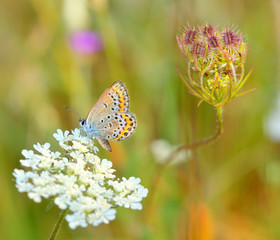 Common blue (Polyommatus icarus)