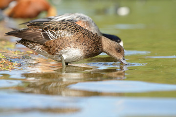 Chiloe Wigeon, Anas sibilatrix