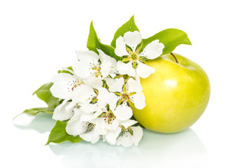 Ripe green apples fruit with flower on white
