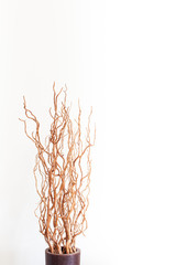 Obraz premium Vase with dry branches on white