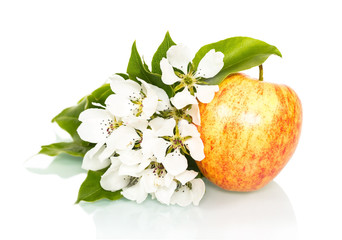 Ripe red apples fruit with flower on white