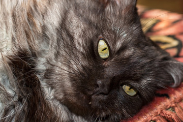 Naklejka premium Grey turkish angora