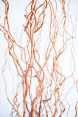 Dry brown branches on white background detail