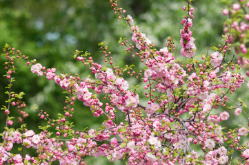 pink cherry blossoms in spring park