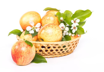 ripe apples and flower in basket isolated on white background