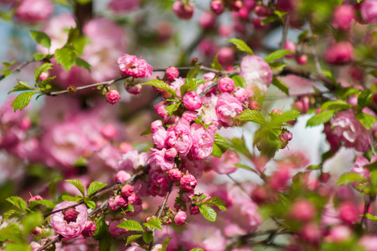 pink cherry blossoms in spring park © Evgeniy Ovchinnikov