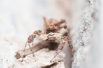 spider