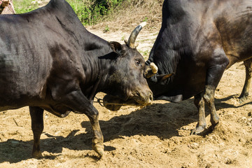 Obraz premium Fighting cow attacks on battle field