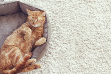 Cat sleeping