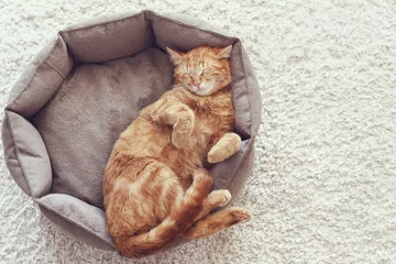 Papier Peint photo Lavable Chat Cat sleeping