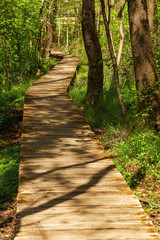 Green forest, without people