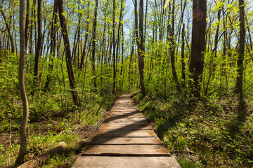 Obraz premium Green forest, without people