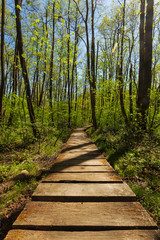 Green forest, without people