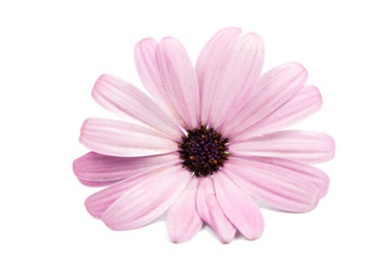 A violet Pink Osteosperumum Flower Daisy White Background