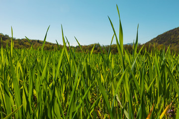 Obraz premium Field of green grass and light blue sky
