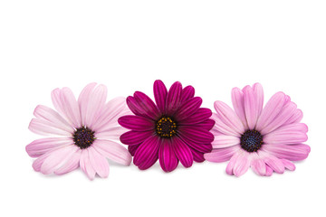 A violet Pink Osteosperumum Flower Daisy White Background