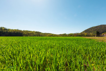 Field of green grass and light blue sky