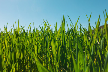 Obraz premium Field of green grass and light blue sky