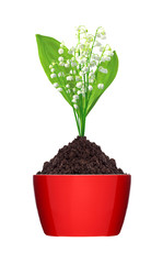 lily of the valley in ground in red pot isolated on white backgr