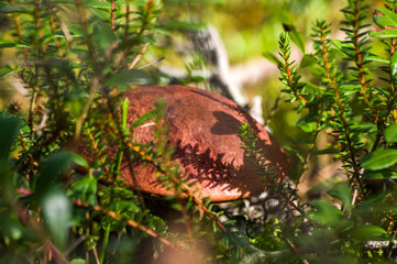 Fototapeta premium Mushroom in the green grass a sunny autumn day