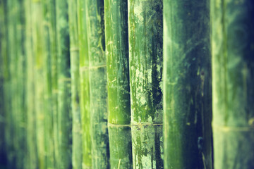 Bamboo Texture