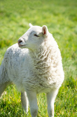 Obraz premium Weißes Lamm auf einer grünen Wiese im Sonnenschein