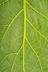 burdock leaf texture