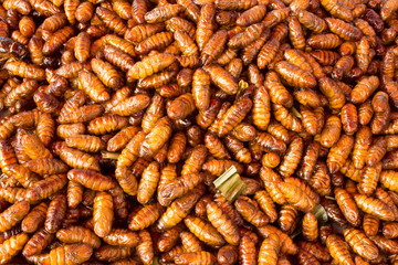 fried insects