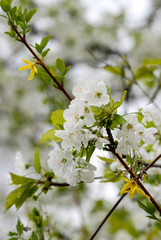 plum blossom