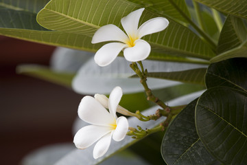 Frangipani