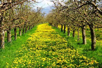 Apple tree branches in bloom