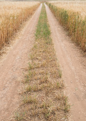 Straight directive country road through a wheat field