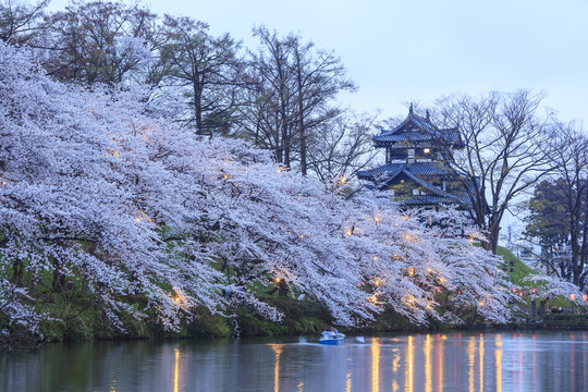 高田城と桜のライトアップ　新潟県上越市