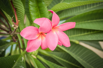 pink plumeria flower