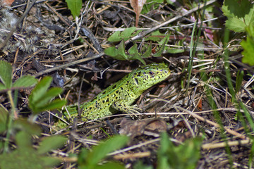 Green sand lizard hunts.