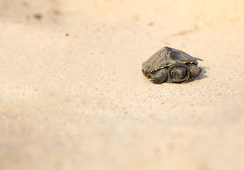 little turtle crawling on sand
