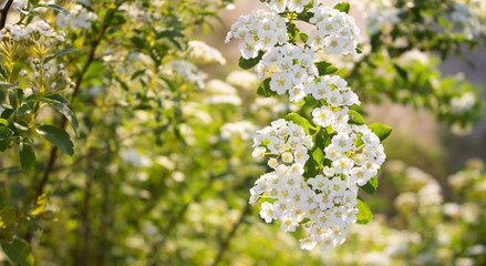 Obraz premium blooming twig