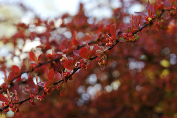 Berberis ottawensis, spring bloom, flowering barberry