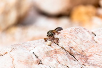 Leopard Gecko lizard on rocks