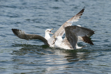 European Herring Gull - BATTLE