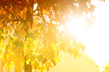 Bright sunburst through leafy tree 