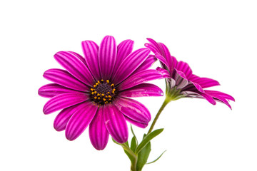 Obraz na płótnie Canvas A violet Pink Osteosperumum Flower Daisy