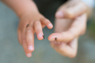 手の上に乗ってしまった蟻 © hakase420