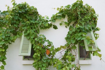 Old window being covered by ivy